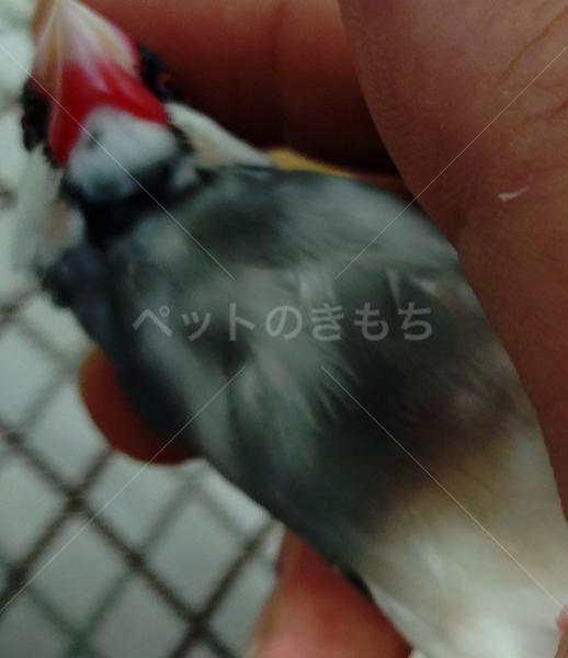 迷子鳥の画像