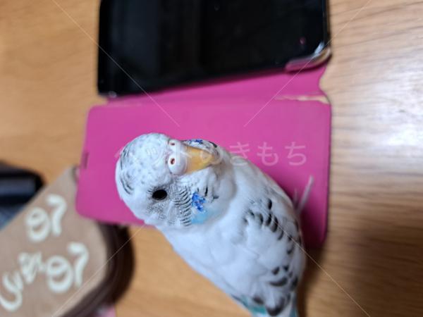 迷子鳥の画像