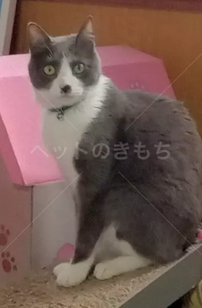 迷子猫の画像