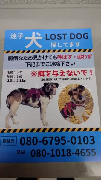 埼玉県川口市宮町で雑種が迷子になりました。迷子犬 No.29004