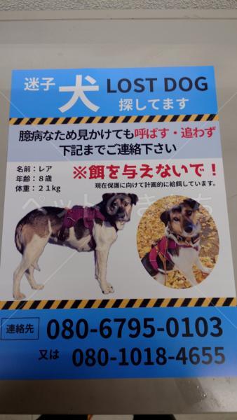 迷子犬の画像