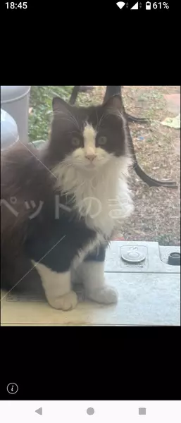 迷子猫の画像