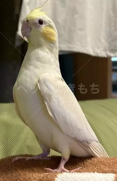 迷子鳥の画像