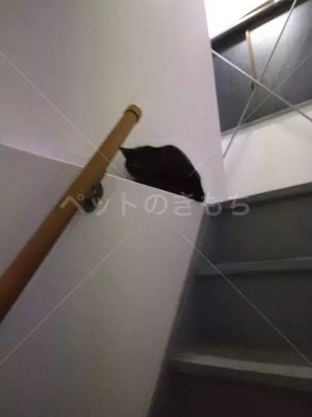 コメントの画像