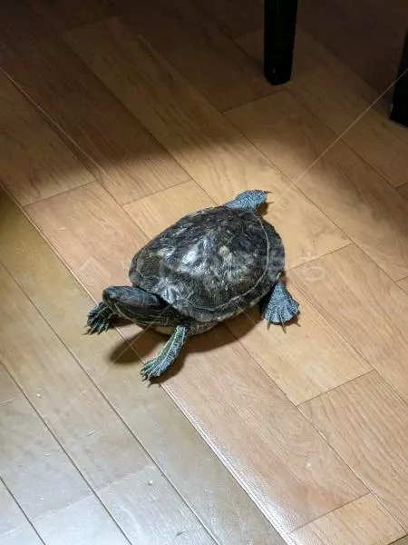 迷子ペットの画像