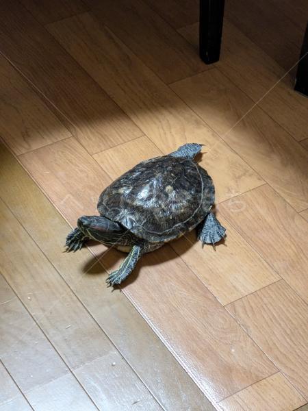 迷子ペットの画像