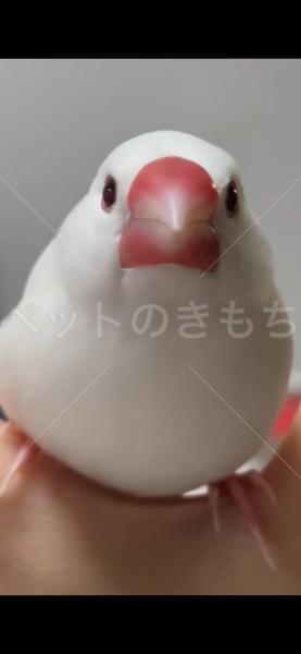 迷子鳥の画像