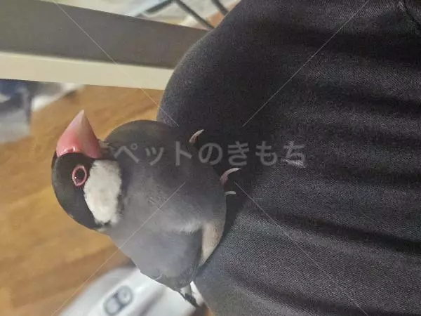 迷子鳥の画像