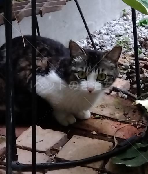 保護猫の画像