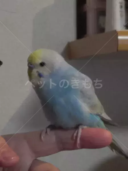 迷子鳥の画像