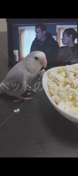 迷子鳥の画像