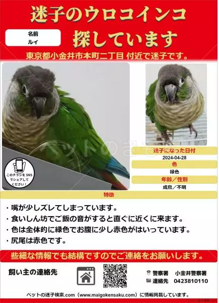 迷子鳥の画像