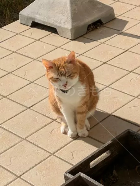 迷子猫の画像