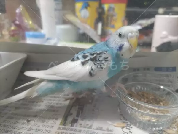 保護鳥の画像