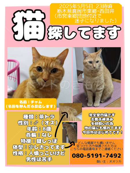 迷子猫の画像