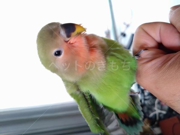 迷子鳥の画像