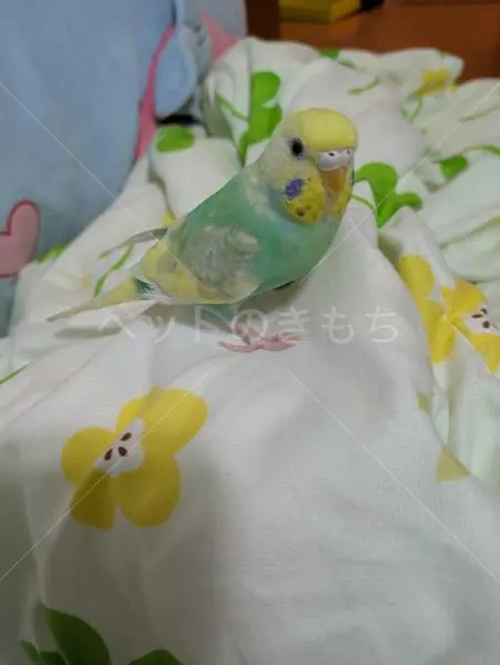 迷子鳥の画像