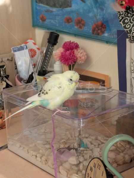 迷子鳥の画像