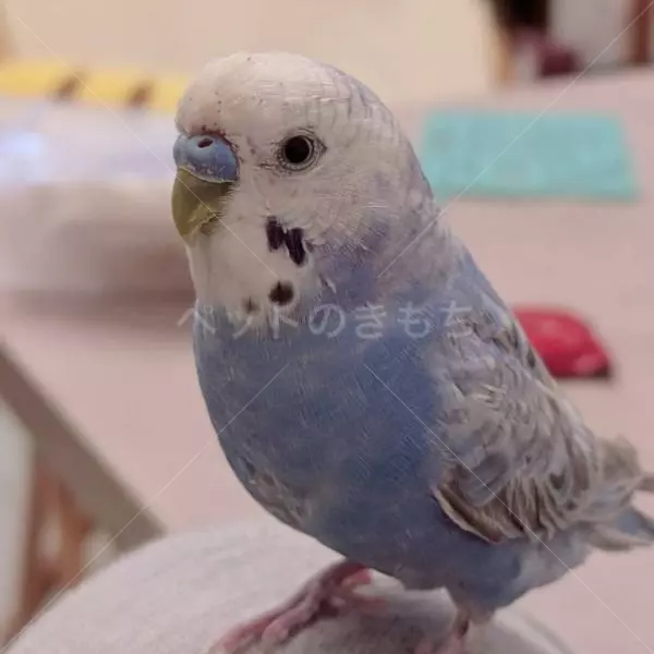 迷子鳥の画像