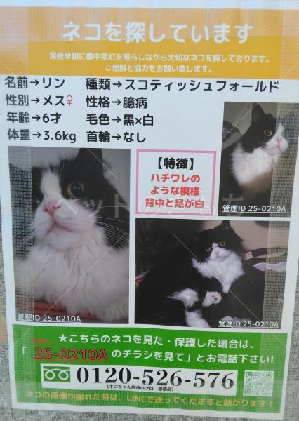 迷子猫の画像