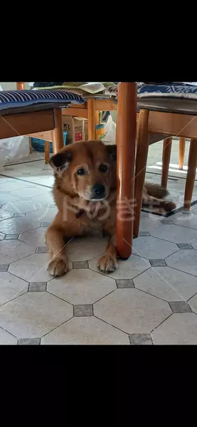 迷子犬の画像