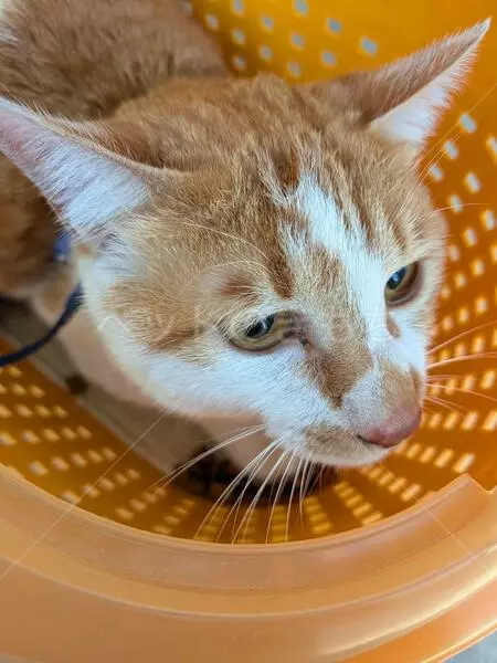 コメントの画像