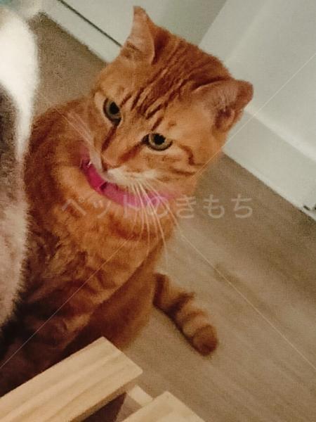 迷子猫の画像