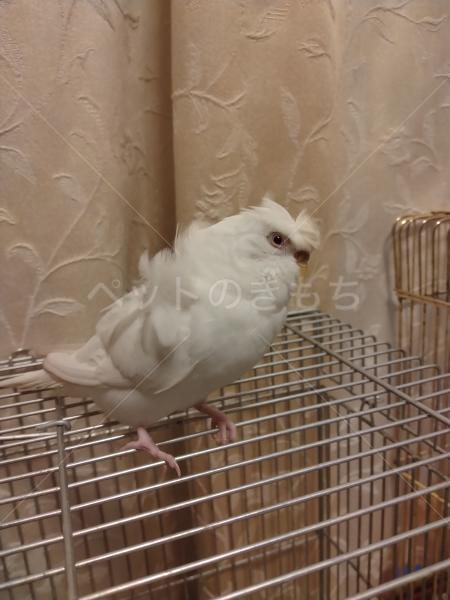 迷子鳥の画像
