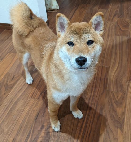 迷子犬の画像