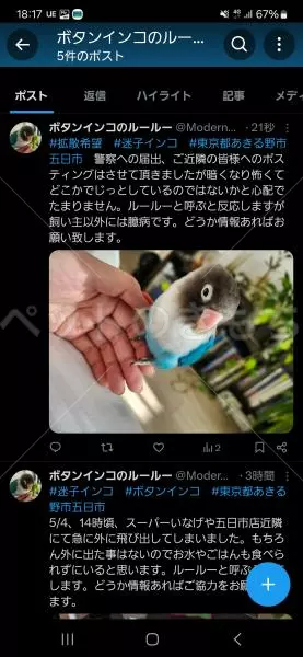 迷子鳥の画像