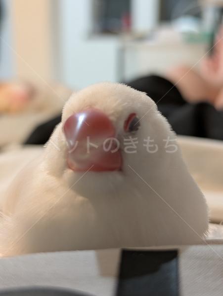 迷子鳥の画像