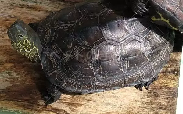 迷子ペットの画像