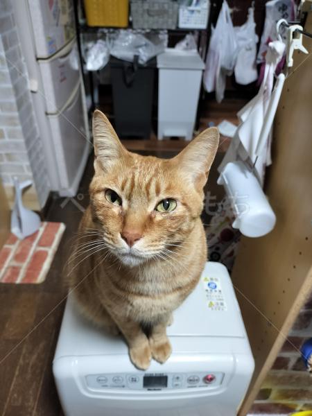 迷子猫の画像
