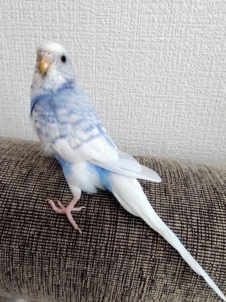 迷子鳥の画像