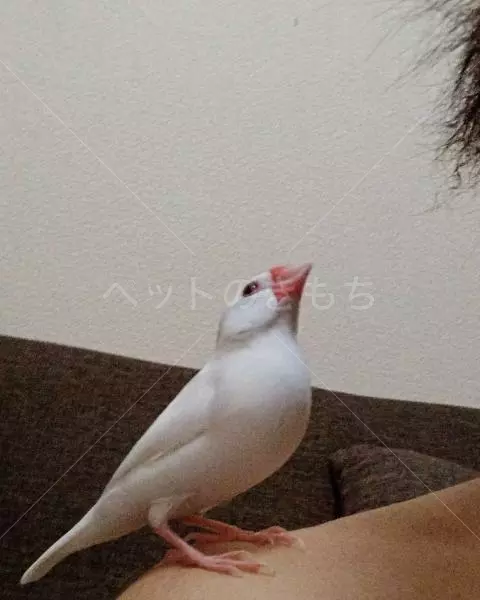 迷子鳥の画像