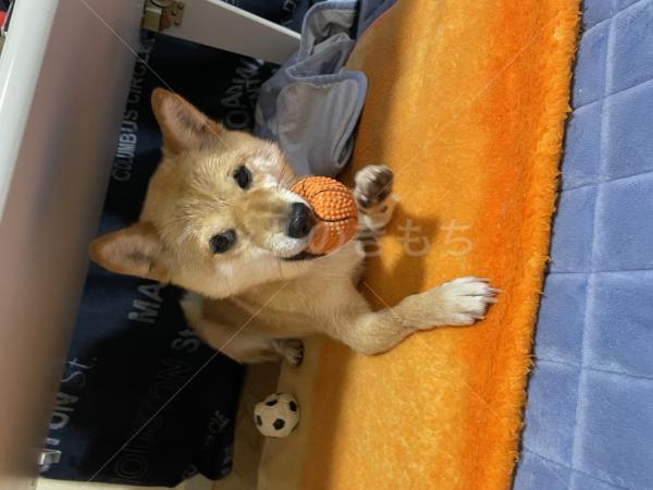 迷子犬の画像