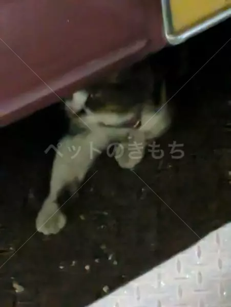 保護猫の画像