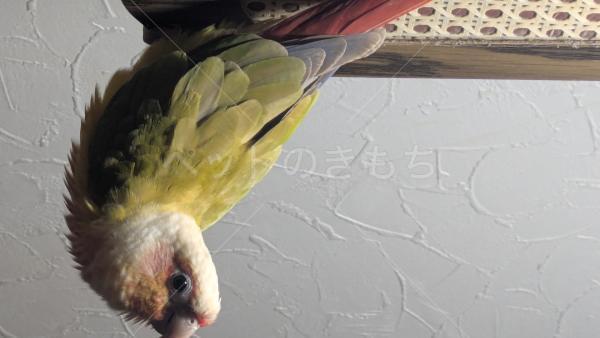 迷子鳥の画像