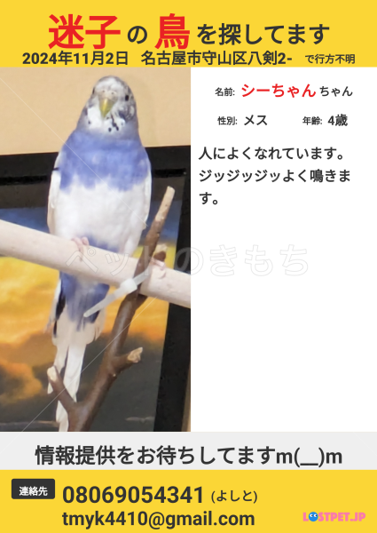 迷子鳥の画像