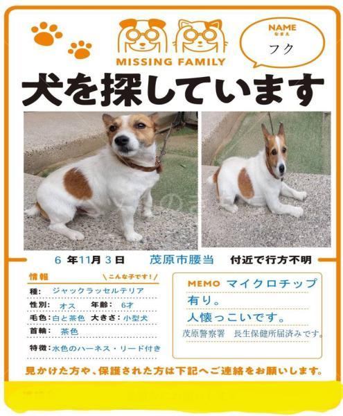 迷子犬の画像