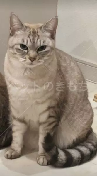 迷子猫の画像