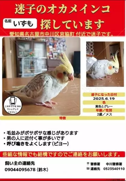 迷子鳥の画像