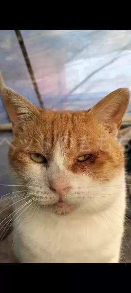 迷子猫の画像