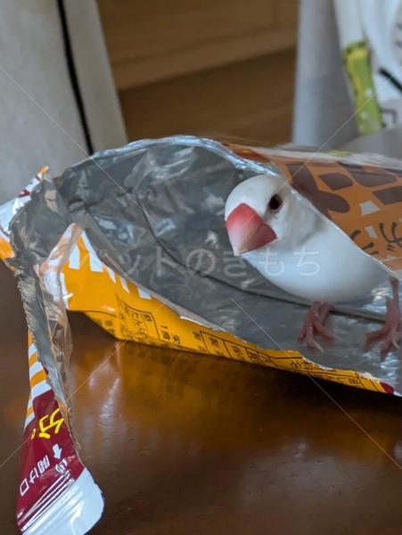 コメントの画像