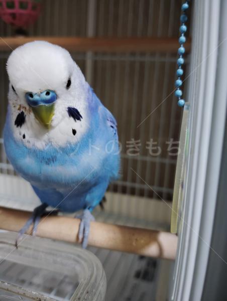 迷子鳥の画像