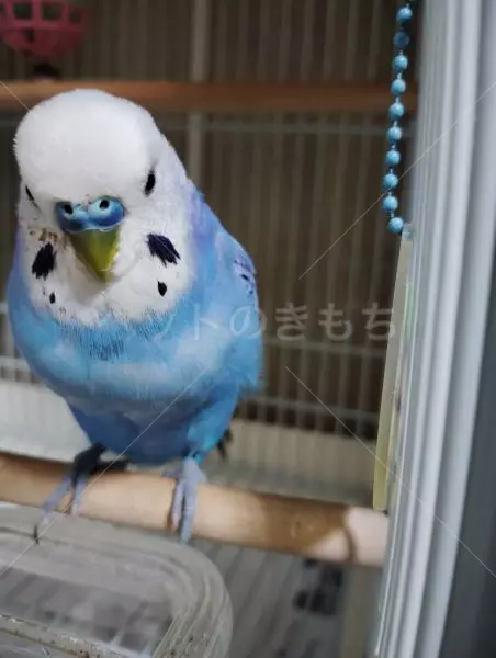 コメントの画像