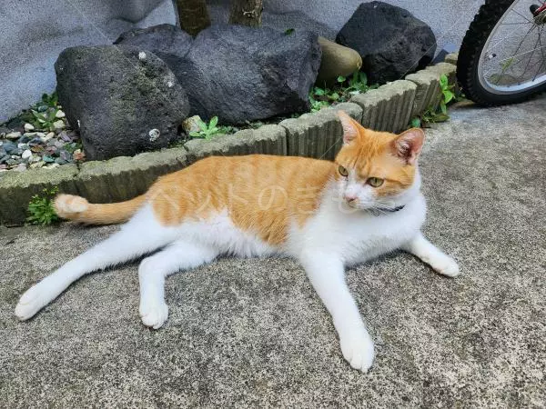 迷子猫の画像