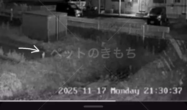 コメントの画像