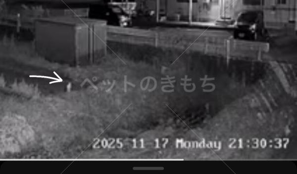 コメントの画像