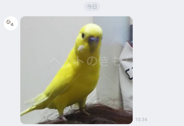 迷子鳥の画像